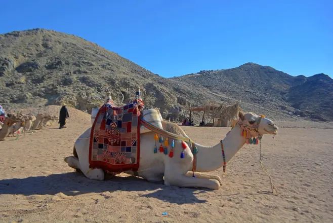 Quad Safari Hurghada – Desert & Bedouin Village'